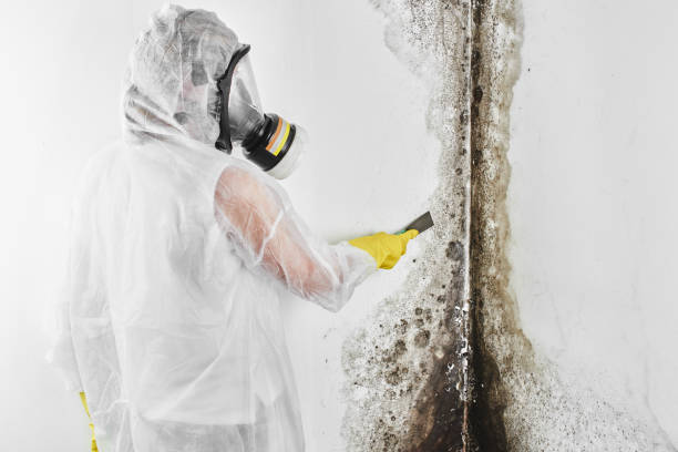 Best Local Mold Removal Service  in Hackettstown, NJ