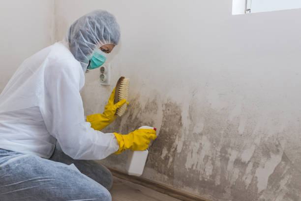 Trusted Hackettstown, NJ Mold Removal Experts