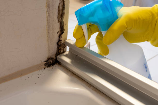 Best Mold Cleaning Services  in Hackettstown, NJ