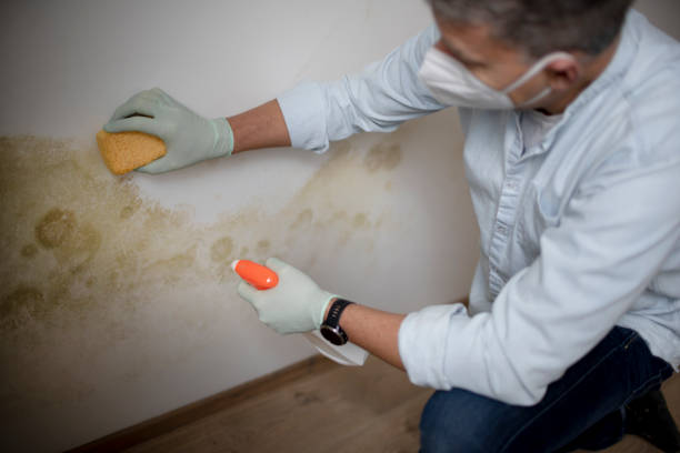 Best Office Mold Removal Services  in Hackettstown, NJ
