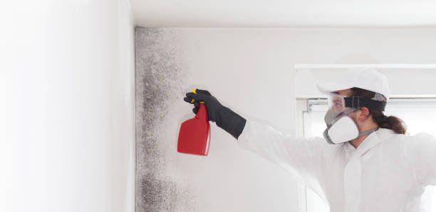 Best Fast Mold Removal  in Hackettstown, NJ