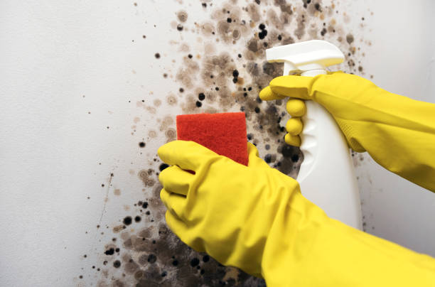 Office Mold Removal Services in Hackettstown, NJ