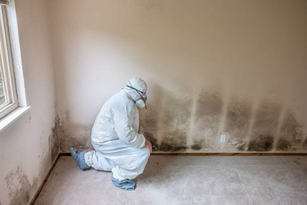 Best Home Mold Removal  in Hackettstown, NJ