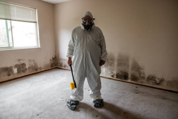 Best Black Mold Removal  in Hackettstown, NJ