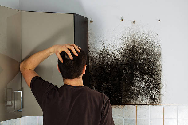 Best Toxic Mold Removal  in Hackettstown, NJ