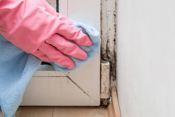 Best Emergency Mold Removal  in Hackettstown, NJ