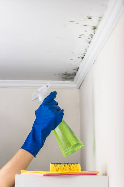 Best Best Mold Removal Companies  in Hackettstown, NJ