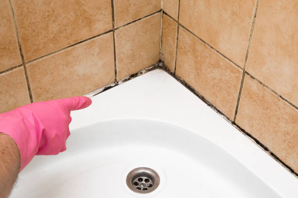 Best Mold Cleaning Services  in Hackettstown, NJ